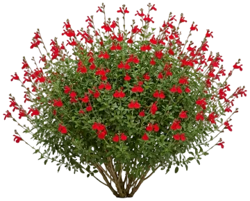 Autumn Sage cut-out illustration