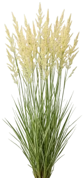 Avalanche Feather Reed Grass cut-out illustration