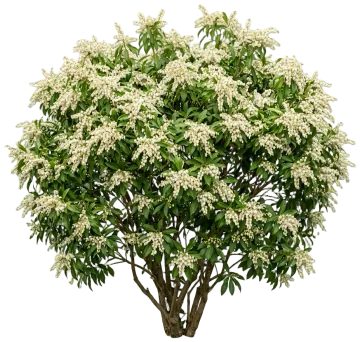 Avalanche Pieris cut-out illustration
