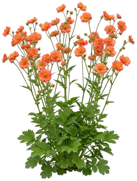 Totally Tangerine Avens cut-out illustration