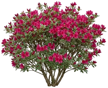 Arctic Rose Azalea cut-out illustration