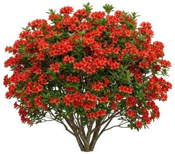 Autumn Bonfire Encore Azalea cut-out illustration