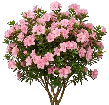 Autumn Carnation Encore Azalea cut-out illustration