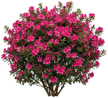 Autumn Carnival Encore Azalea cut-out illustration