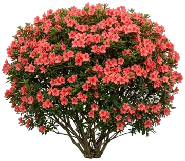 Autumn Coral Encore Azalea cut-out illustration