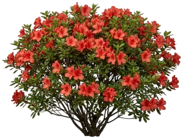 Autumn Embers Encore Azalea cut-out illustration
