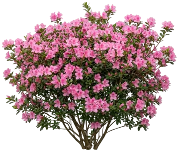 Autumn Empress Encore Azalea cut-out illustration