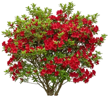 Autumn Fire Encore Azalea cut-out illustration
