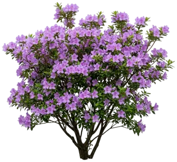Autumn Lilac Encore Azalea cut-out illustration