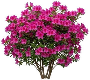 Autumn Sangria Encore Azalea cut-out illustration