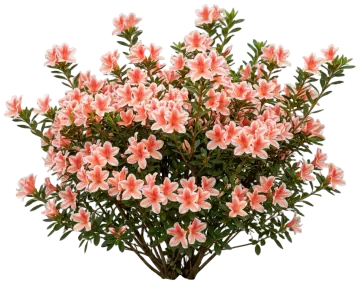 Autumn Starburst Encore Azalea cut-out illustration