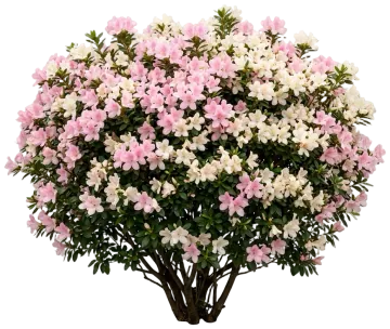 Autumn Sweetheart Encore Azalea cut-out illustration