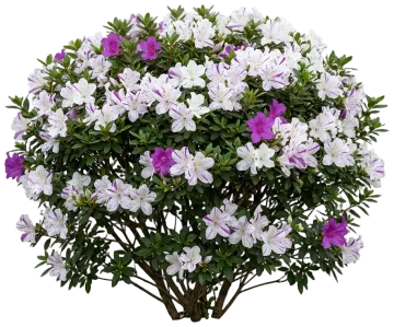 Autumn Twist Encore Azalea cut-out illustration