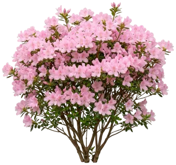 Blaauws Pink Azalea cut-out illustration