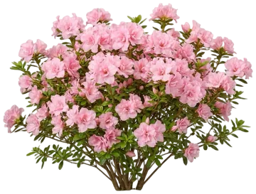 Electric Lights Double Pink Azalea cut-out illustration