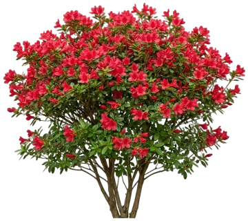 Electric Lights Red Azalea cut-out illustration