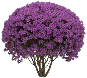 Encore Autumn Amethyst cut-out illustration