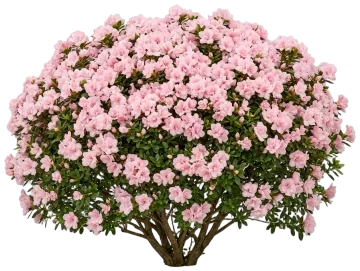 Ever After Blush Reblooming Azalea cut-out illustration