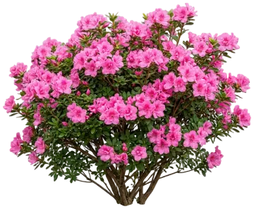 Ever After Pink Reblooming Azalea cut-out illustration