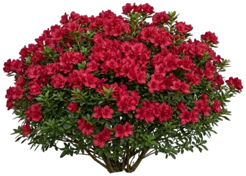 Ever After Ruby Reblooming Azalea cut-out illustration