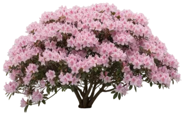Gumpo Pink cut-out illustration