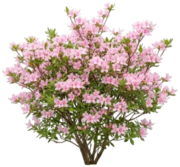 Piedmont Azalea cut-out illustration