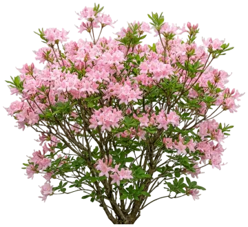 Pinxterbloom Azalea cut-out illustration