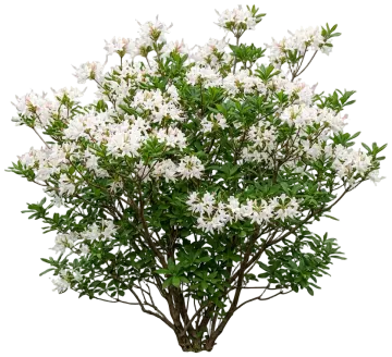 Swamp Azalea cut-out illustration