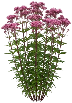 Baby Joe Dwarf Joe Pye Weed cut-out illustration