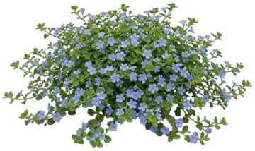Blue Bacopa cut-out illustration