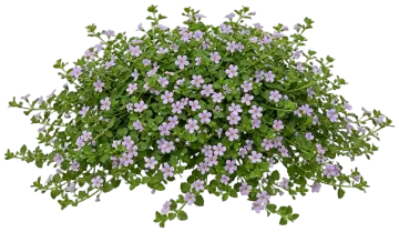 Lavender Bacopa cut-out illustration