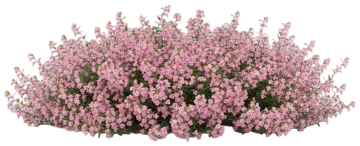 Pink Bacopa cut-out illustration