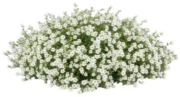 Bacopa cut-out illustration