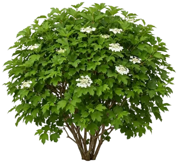 Bailey Compact American Cranberrybush cut-out illustration