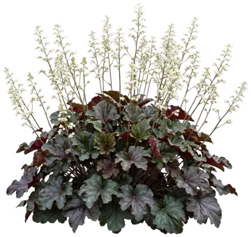 Balboa Sunset Heuchera cut-out illustration