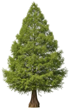 Bald Cypress cut-out illustration