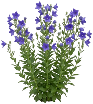 Balloon Flower cut-out illustration