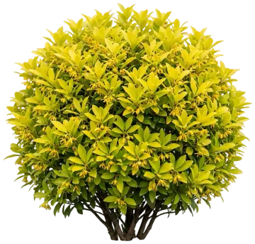 Bananappeal Anise Tree cut-out illustration