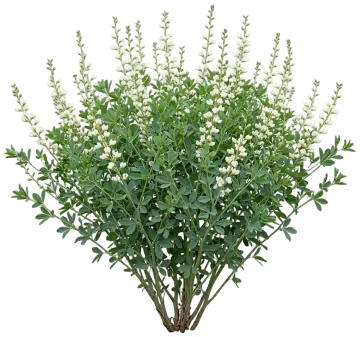 White Wild Indigo cut-out illustration