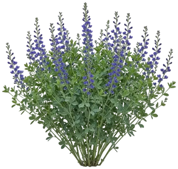 False Indigo cut-out illustration