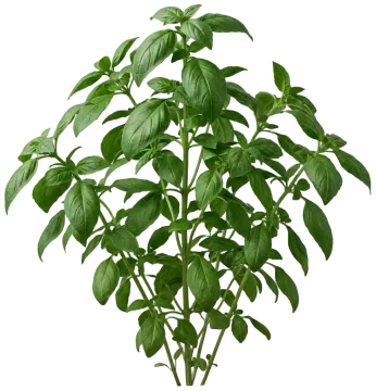 Basil cut-out illustration