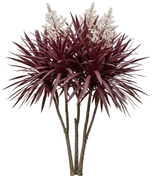 Bauer's Cordyline cut-out illustration