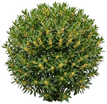 Bay Laurel cut-out illustration