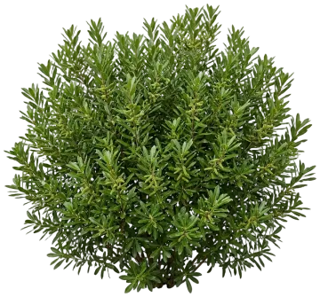 Bayside Bonito Southern Wax Myrtle cut-out illustration