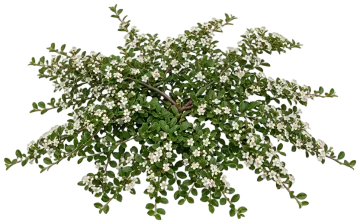 Bearberry Cotoneaster cut-out illustration