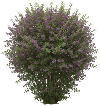 American Beautyberry cut-out illustration
