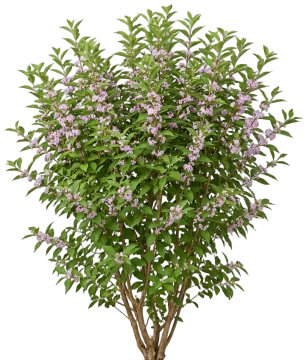 Bubble Up Beautyberry cut-out illustration