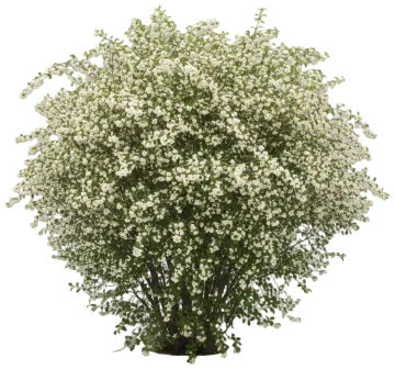 White Beautyberry cut-out illustration