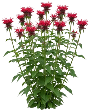 Gardenview Scarlet cut-out illustration