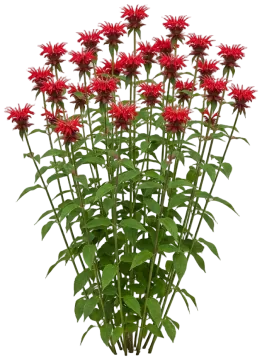 Bee Balm cut-out illustration